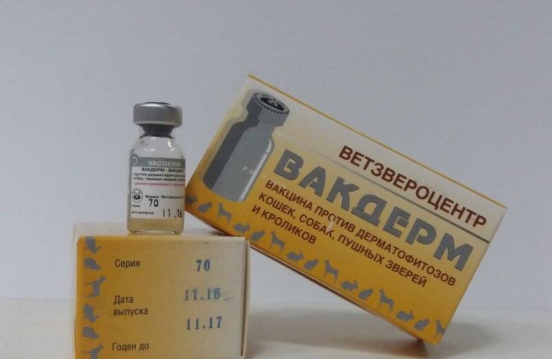 Вакцинный препарат вакдерм для кошек: инструкция, применение, описание и отзывы