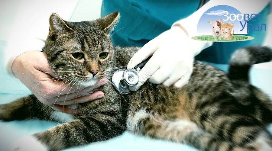 Мочекаменная болезнь у кошек: лечение