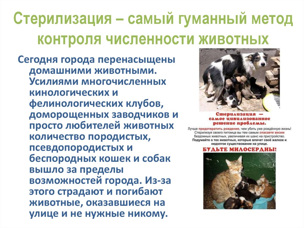Совет ветеринаров: кастрировать или нет домашнего кота
