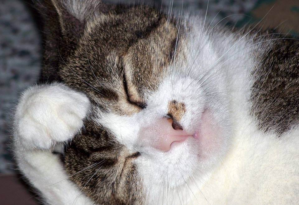Перхоть у кошек — поиск причины, лечение, виды заболевания и особенности ухода за шерстю кошки (100 фото)