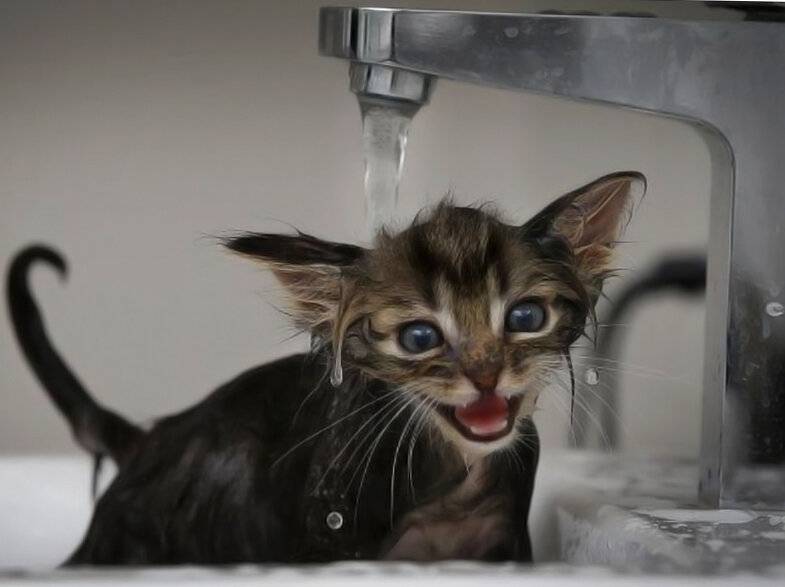 Как помыть кота, который боится воды и царапается