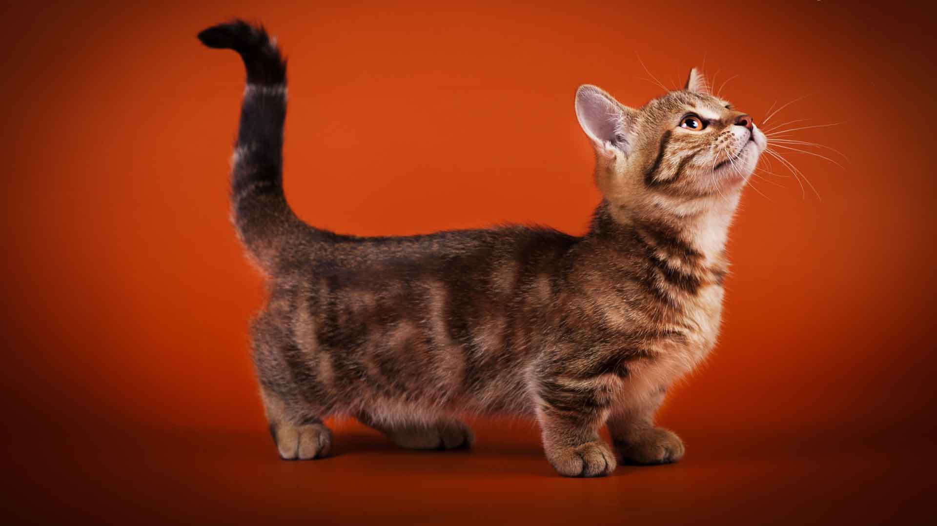 Манчкин кошка. описание, особенности, цена и уход за породой манчкин