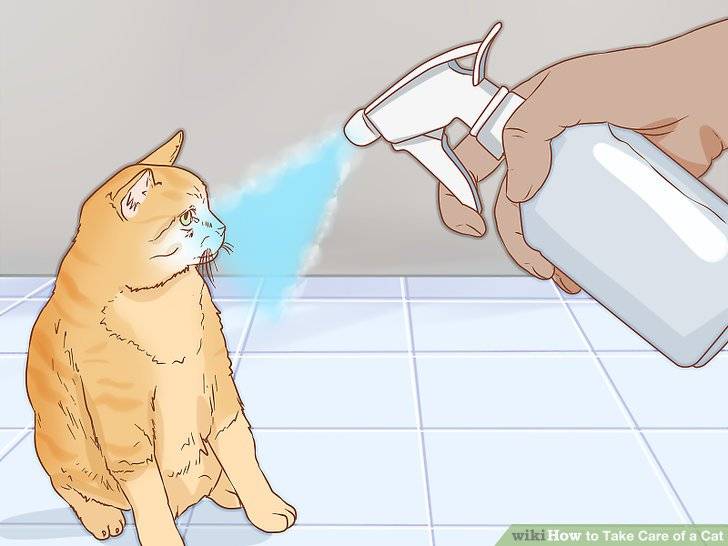 Как воспитывать кошку?