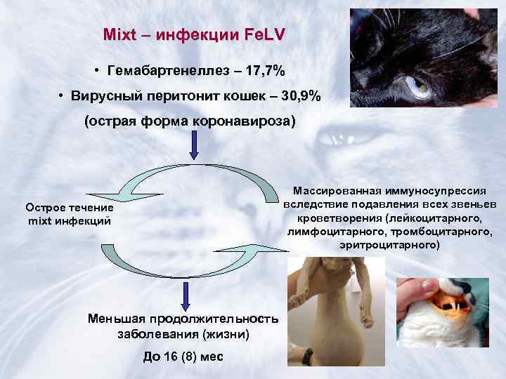 Вирусный инфекционный перитонит у кошек - симптомы и лечение