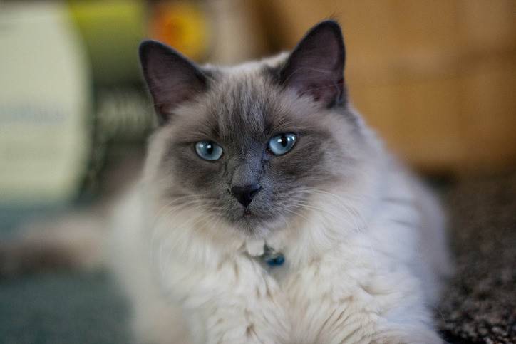 Балинезийская кошка: характеристика породы, содержание и уход