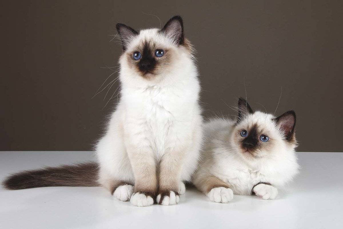 Самые дорогие кошки: топ-17 пород с фото
самые дорогие кошки: топ-17 пород с фото
