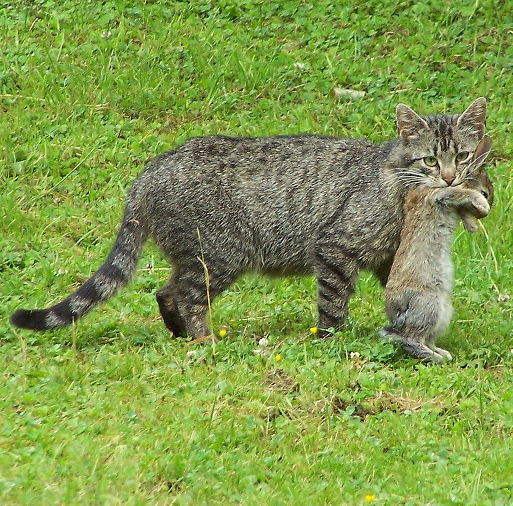 кот хаус фото