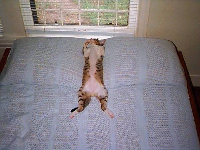 Кот нагадил на кровать — значение приметы