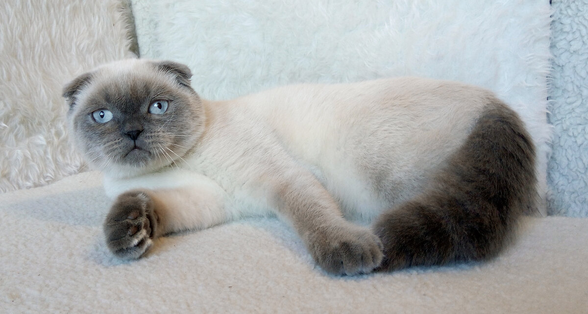 Сиамская кошка: фото, описание породы, окрасы, характер, повадки, отзывы владельцев и сколько лет живут?