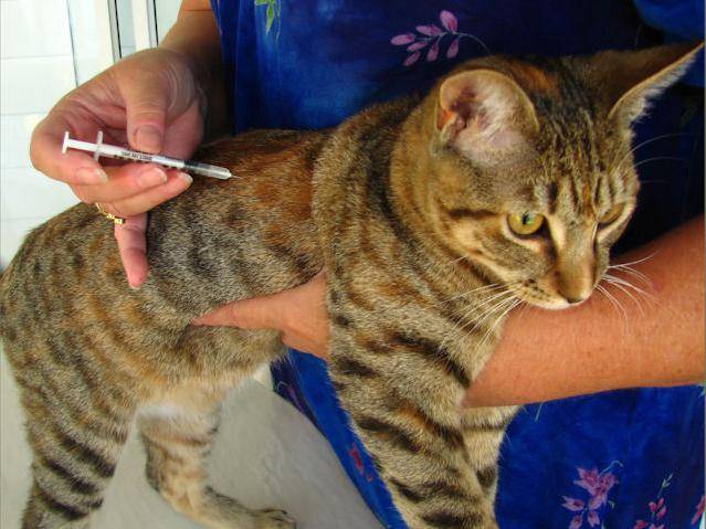Когда делать прививку для кошек от лишая?
