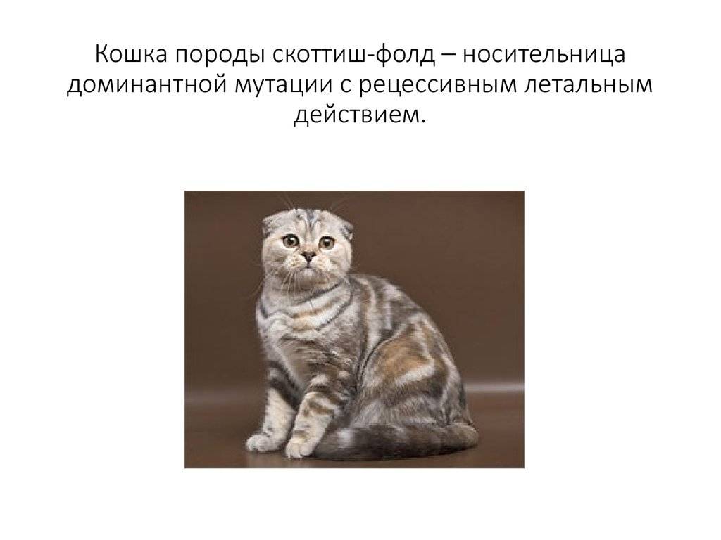 Какой характер у кота шотландской породы- инструкция +видео