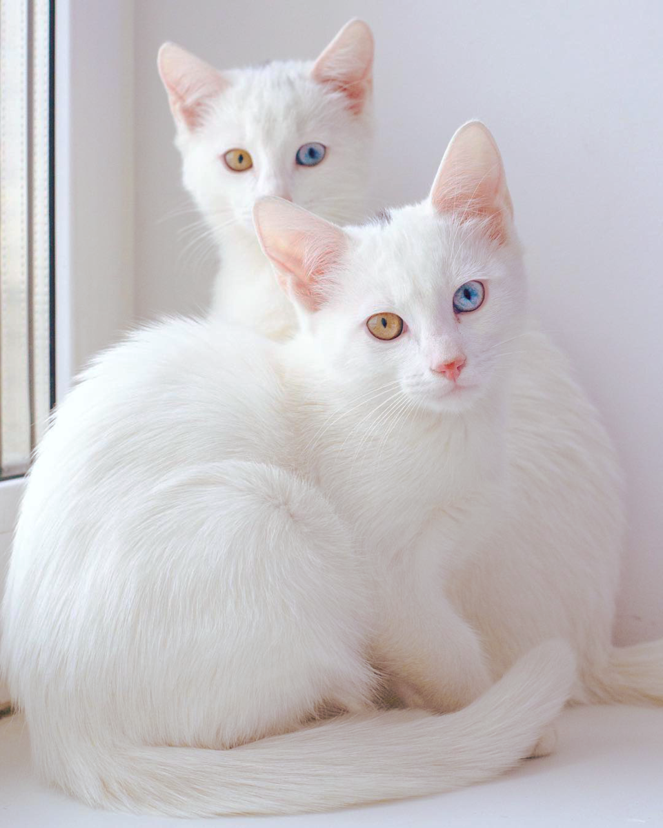 Причины аномального цвета глаз у кошек