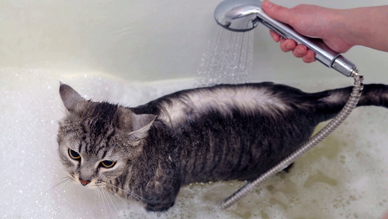 Как мыть кошек — 10 простых шагов с советами для хозяев, как правильно купать кошку