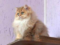 Британская длинношерстная кошка описание породы и характера