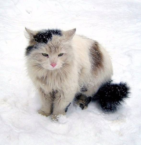 Мерзнут ли кошки зимой на улице - какой мороз выдерживают - kotiko.ru