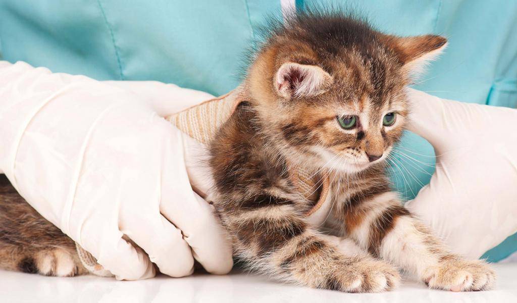 Эффективные и простые домашние средства для лечения кошек от глистов