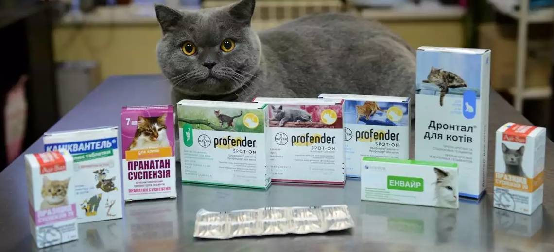 Как глистогонить кошку – препараты, советы, рекомендации
