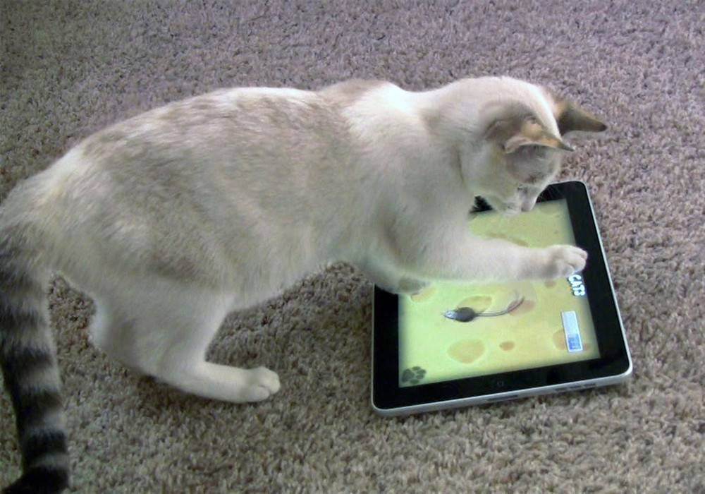 Игры и видео для кошек на экране компьютера или телефона — топ лучших