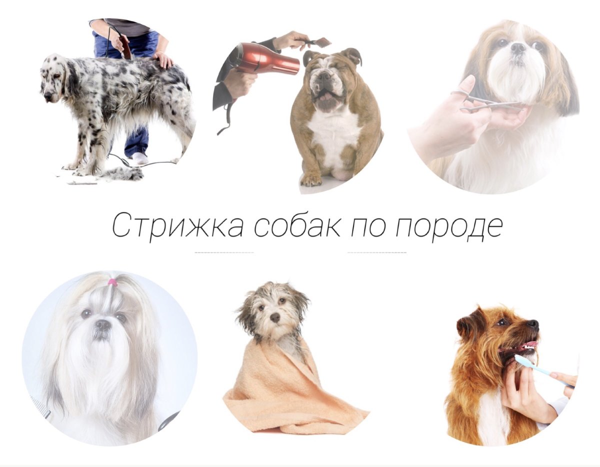 ᐉ зачем вашей собаке нужен грумер - ➡ motildazoo.ru