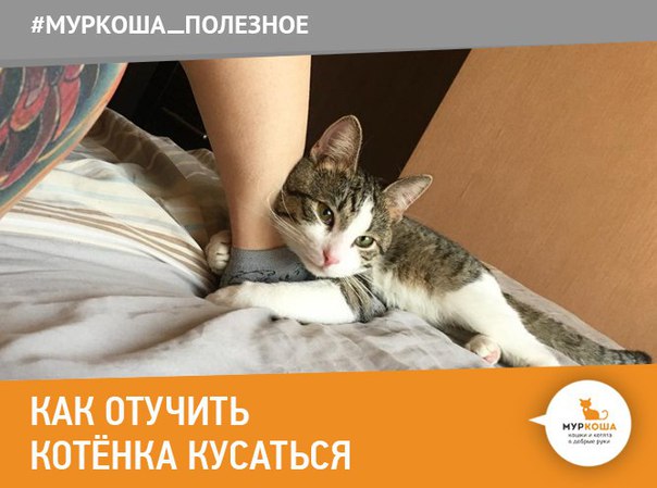 Как отучить котенка кусаться и царапаться: эффективные способы и практические советы - animallist.ru