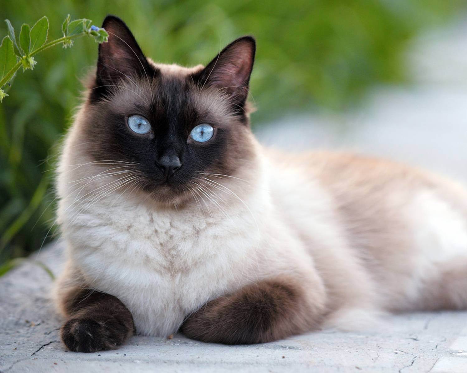 Сиамские котята: описание, цена, фото, видео, уход, отзывы