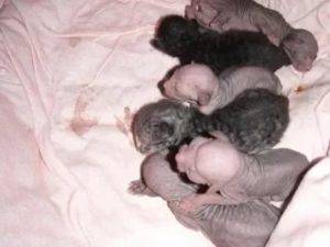 Новорожденные котята (24 фото): через сколько дней после рождения они открывают глаза и начинают ходить? сколько весит котенок? правила ухода