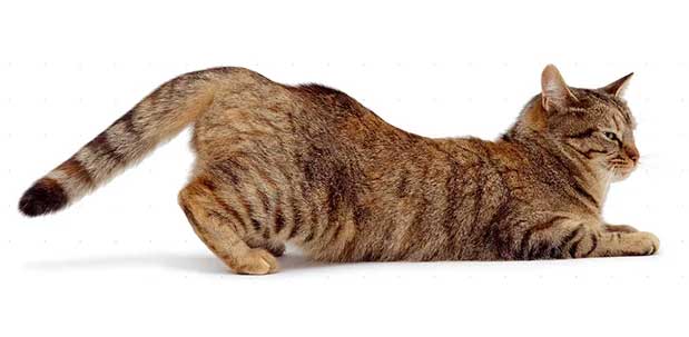 Течка у кошек: сколько длится, как часто бывает, признаки, что делать и как успокоить?
