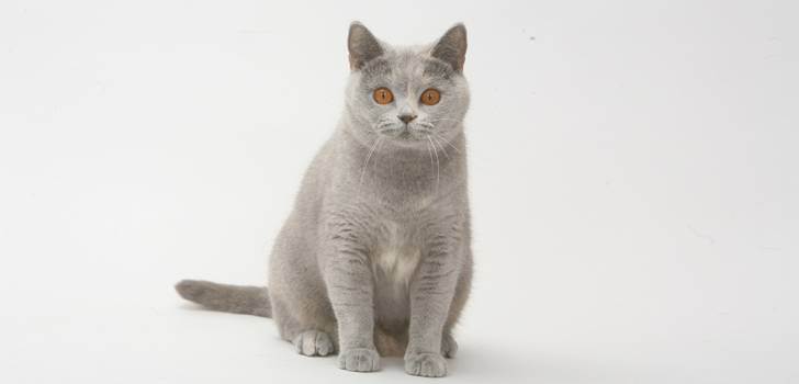 Разница между британцами и шотландцами кошки. чем отличается шотландская кошка от британской. шотландские кошки - трепетные домоседы