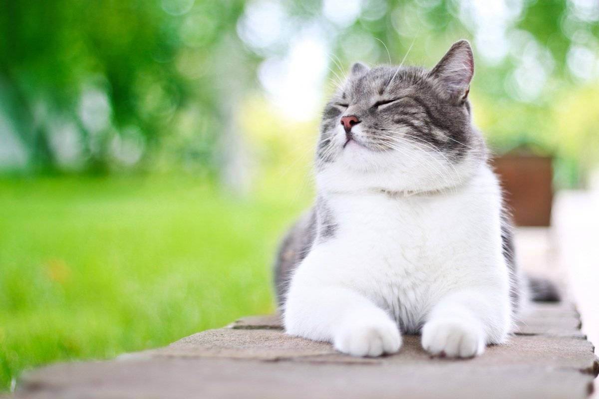 Самые опасные и вредные кошки в мире: топ-10