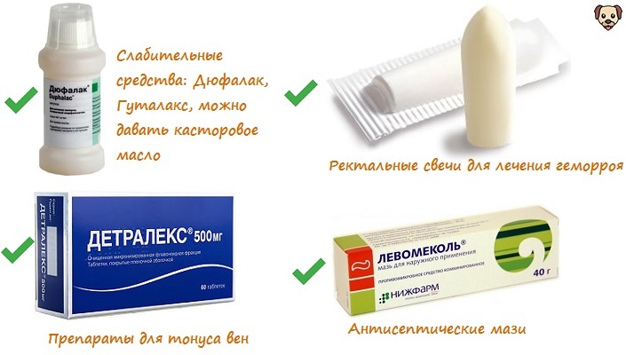 Симптомы геморроя у кота