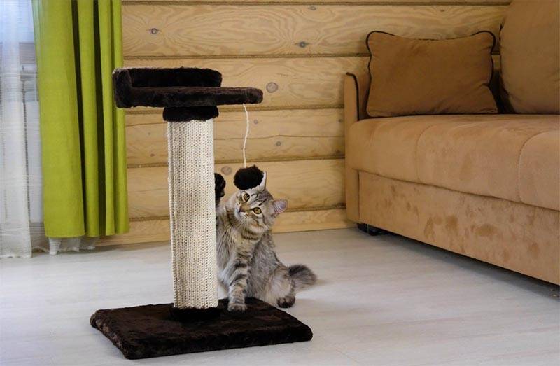 Как отучить кота драть мебель и не только? приучаем к хорошему поведению