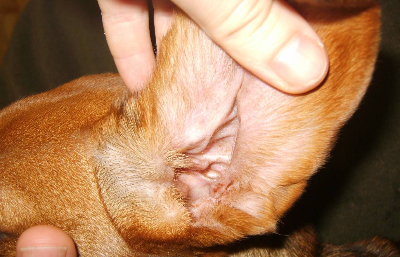 Почему собака сильно воняет псиной, гнилью, рыбой, тухлятиной? изменение запаха кожи, мочи. причины диагностика и коррекция плохого запаха от собаки