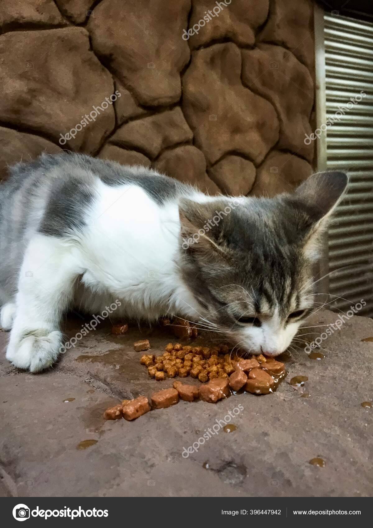 Почему кот ничего не ест: причины, что делать?
