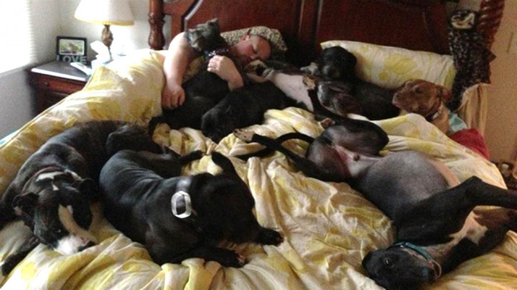 Разрешать ли собаке спать на кровати - решать хозяевам