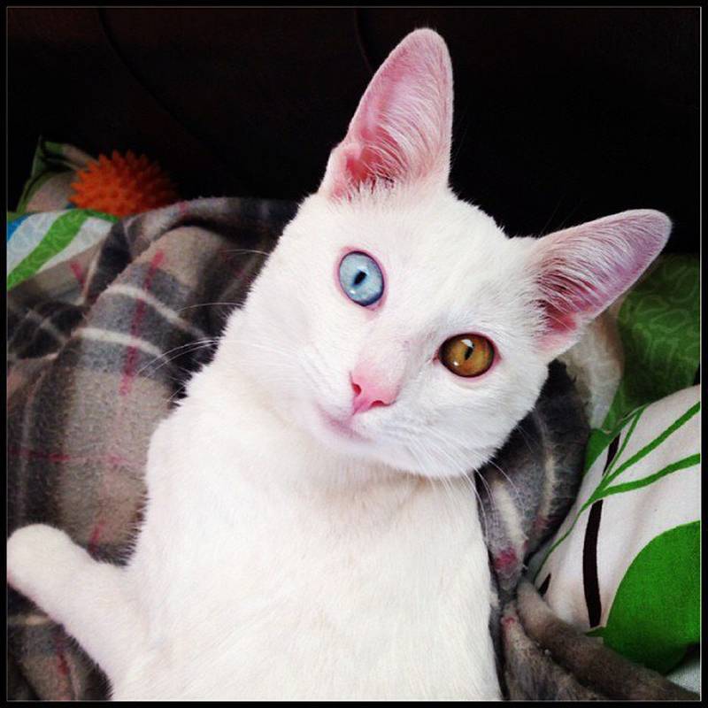 Кошки с разными глазами — примеры как называются породы
