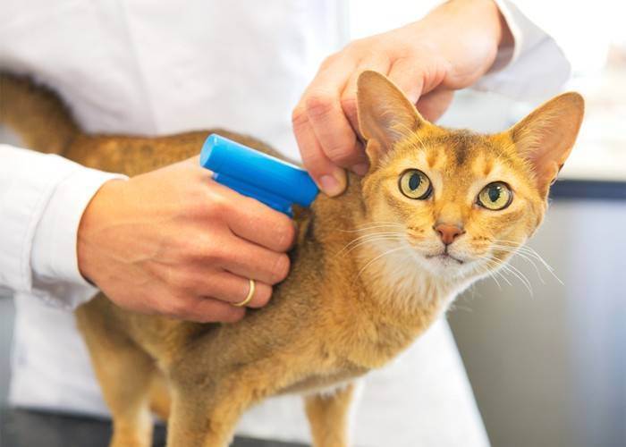 Чипирование кошек — как проводится процедура и зачем ставить метку на животное (110 фото и видео)