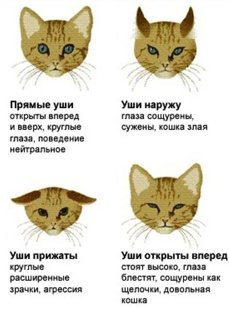 Органы чувств: как они работают