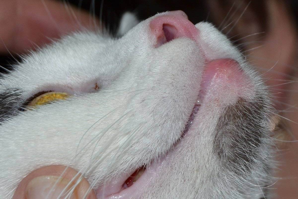У кота опухла нижняя губа: причины, что делать