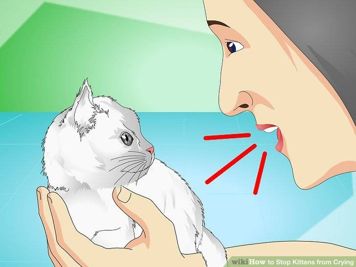 Как успокоить кошку во время течки: лекарства, народные средства