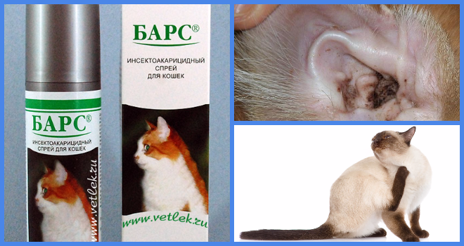 Блохи у кошек - ветеринарные статьи специалистов клиники «джунгли»