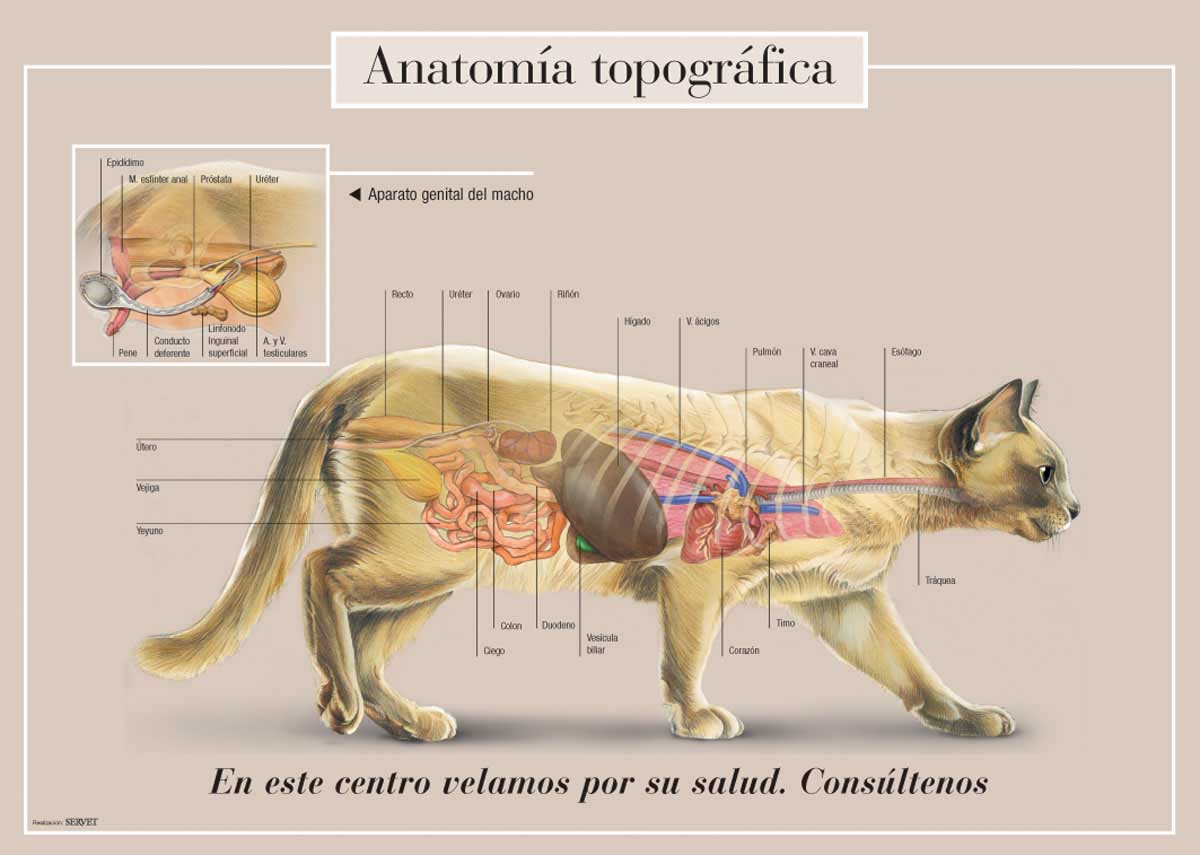 Анатомия кошки с фотографиями внутренних органов, строение кошек