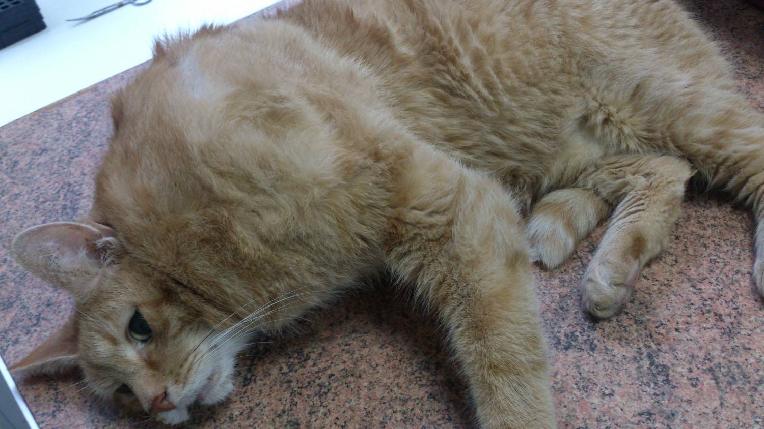 Вздутие живота у кошки