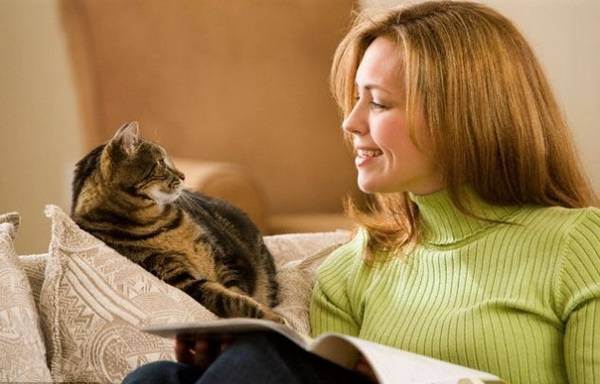 Как понять кошку: немного о кошачьем языке  — статьи — rex24.ru: домашние животные, выбор, уход и воспитание, каталог компаний, эксперты.