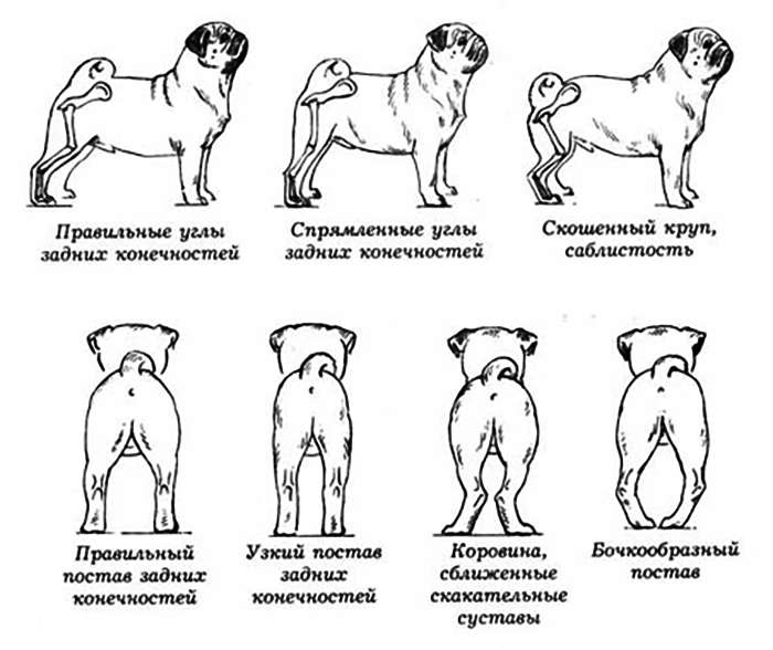 Подготовка собак к вязке | блог ветклиники "беланта"