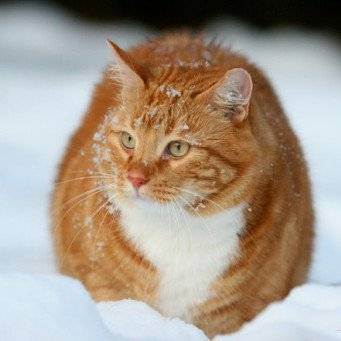 Особенности содержания кошки зимой - всё о кошках и котах