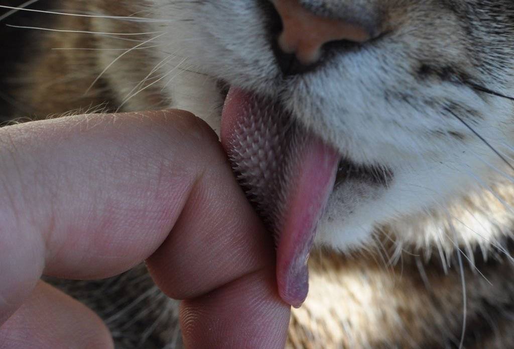 Почему кошки высовывают кончик языка: норма или патология