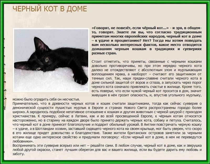 Черная кошка в доме – плюсы и минусы
черная кошка в доме – плюсы и минусы