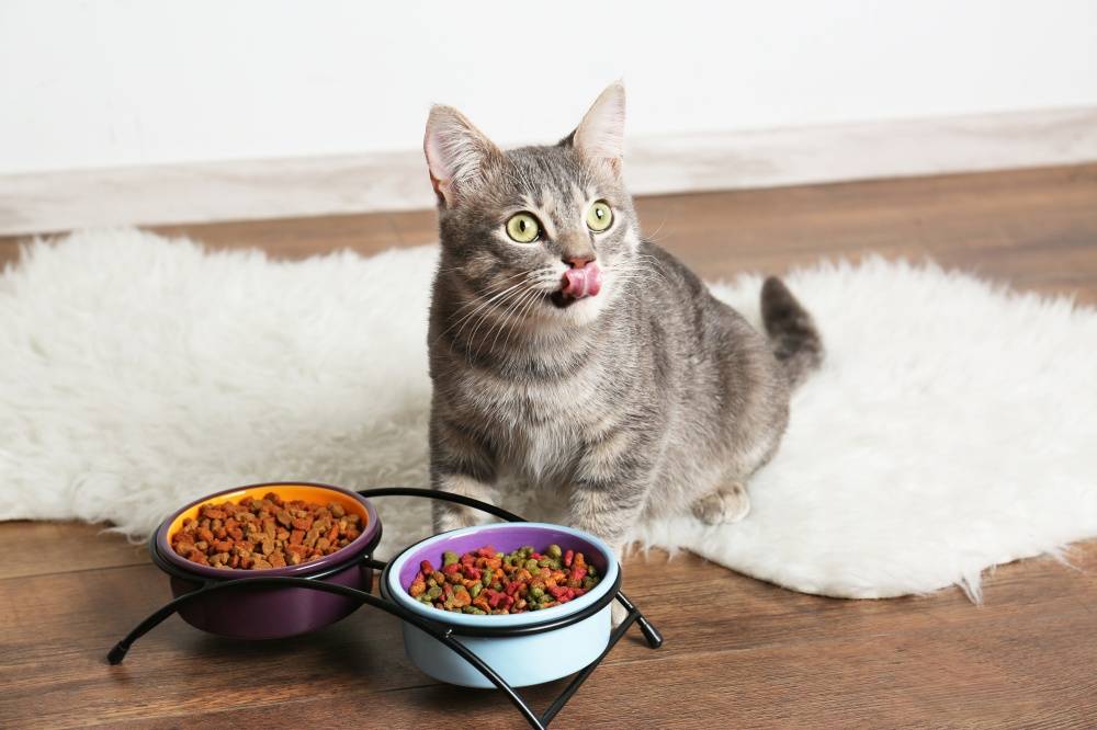 Почему кошка отказывается от еды и питья несколько дней?