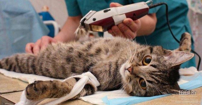 Прививка для кошек от токсоплазмоза