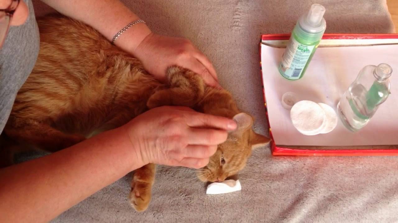 Как правильно чистить уши у котенка от грязи